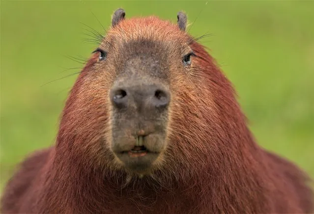 A capybara is pictured at Barigui municipal park in Curitiba, Brazil on April 28, 2023. (Photo by Rodolfo Buhrer/Reuters)