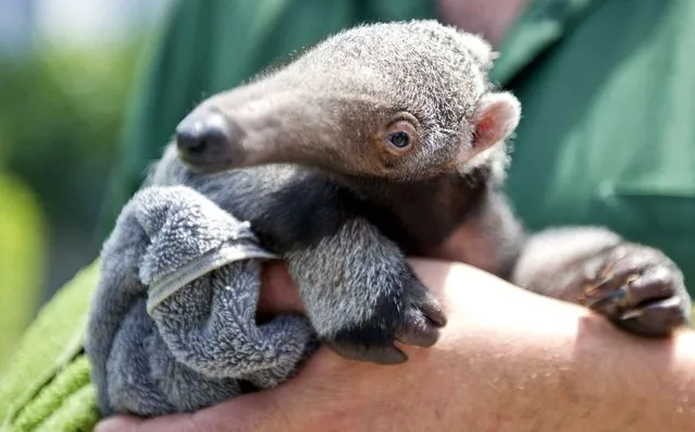 Berlin has a new attraction: the anteater baby Evita. (Photo by Ole Spata/AFP Photo/Dpa)