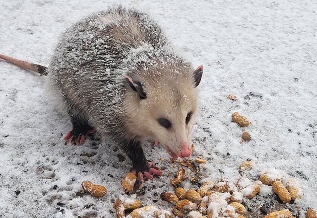 An urban Opossum covered in light snow visits a suburban Chicago deck on December 10, 2025. (Photo by H Rick Bamman/ZUMA Press Wire/Rex Features/Shutterstock)