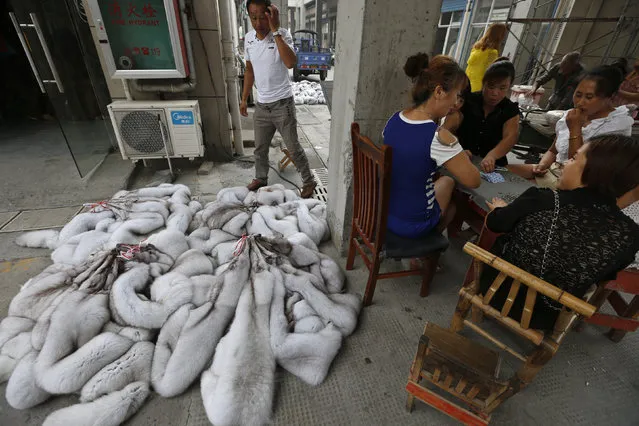 Vendors play cards next to bundles of fox fur at a fur market in Chongfu township, Zhejiang province September 13, 2013. (Photo by Reuters/Stringer)