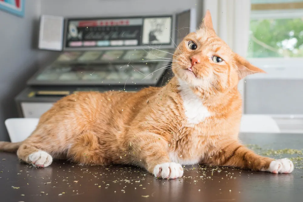 Catnip – a Drug for Cats?