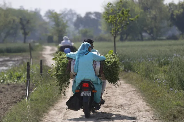A farmer couple rides homeward after harvesting fresh peas from their farm in village Samrodha, in the northern Indian state of Haryana, Friday, March 5, 2021. (Photo by Manish Swarup/AP Photo)