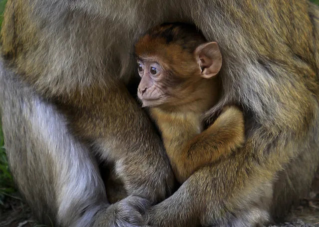 In this photo taken Tuesday, November 15, 2016 a baby macaque rests in its mother's lap at the Tbilisi Zoo in Tbilisi, Georgia. Nine monkeys that France's Auvergne Zoo has given to the Tbilisi Zoo have become a local attraction after the zoo lost all of its monkeys in the devastating floods in 2015 which left hundreds of animals dead. The Tbilisi Zoo has received more than 70 new animals this year from zoos around the world. (Photo by Shakh Aivazov/AP Photo)