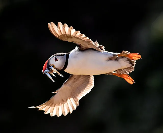 An Atlantic Puffin flies with sand eels in its beek in the late evening light on the island of Skomer, Pembrokeshire, Wales, Britain July 25, 2018. (Photo by Rebecca Naden/Reuters)