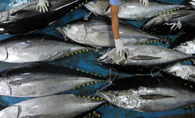 Officials from the Fish Quarantine and Quality Control agency examine fresh tuna at Saudera Bungus fishery port in Padang, West Sumatra, Indonesia, July 23, 2018 in this photo taken by Antara Foto. (Photo by Iggoy el Fitra/Reuters/Antara Foto)