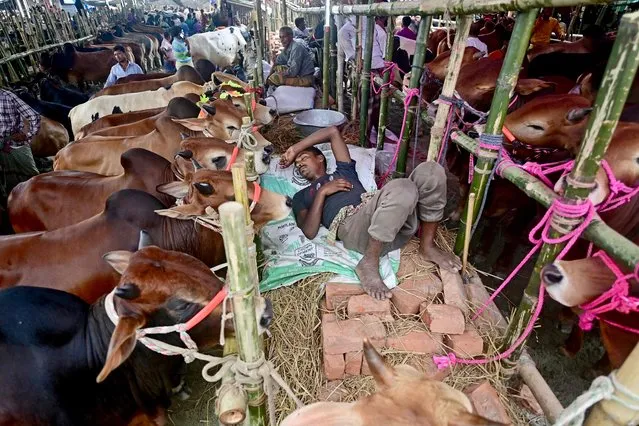 A livestock vendor sleeps amid oxen at a market ahead of the Muslim festival Eid al-Adha in Dhaka on June 26, 2023. (Photo by Munir Uz Zaman/AFP Photo)