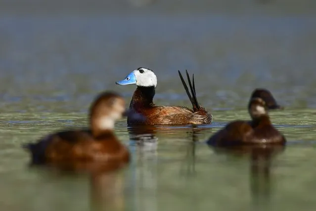 Endangered white-headed ducks (Oxyura leucocephala) swim at Lake Ercek in Van, Turkiye on August 15, 2023. The white-headed ducks, which are on the verge of extinction, are protected by Nature Conservation and National Parks officers and Gendarmerie environmental protection teams. (Photo by Ali Ihsan Ozturk/Anadolu Agency via Getty Images)