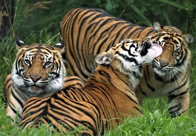 A Sumatran tiger cub, successfully bred as part of a conservation programme at London Zoo, cleans one of its parents during the annual weigh-in to document the health and condition of animals at London Zoo, in London, Britain on August 24, 2023. (Photo by Toby Melville/Reuters)