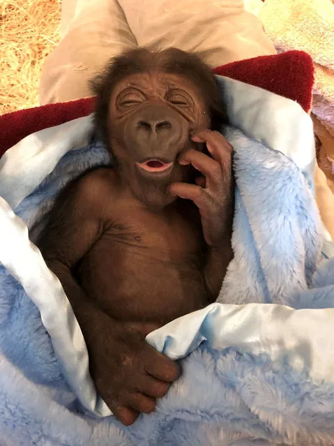 The female infant of Western lowland gorilla Kumbuka is seen in Jacksonville Zoo and Gardens, Jacksonville, Florida on October 3, 2018. (Photo by Jacksonville Zoo and Gardens via Reuters)