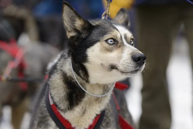 A dog from Katherine Keith's team awaits for the 2015 ceremonial start of the Iditarod Trail Sled Dog race in downtown Anchorage, Alaska March 7, 2015. The timed portion of the race, which typically lasts nine days or longer, begins on Monday in Fairbanks, about 300 miles (482 km) away. Traditionally held in Willow, the timed start was moved to Fairbanks this year to accommodate an alternate trail selected after race officials deemed sections of the traditional path unsafe.    REUTERS/Mark Meyer  (UNITED STATES - Tags: SPORT ANIMALS SOCIETY)