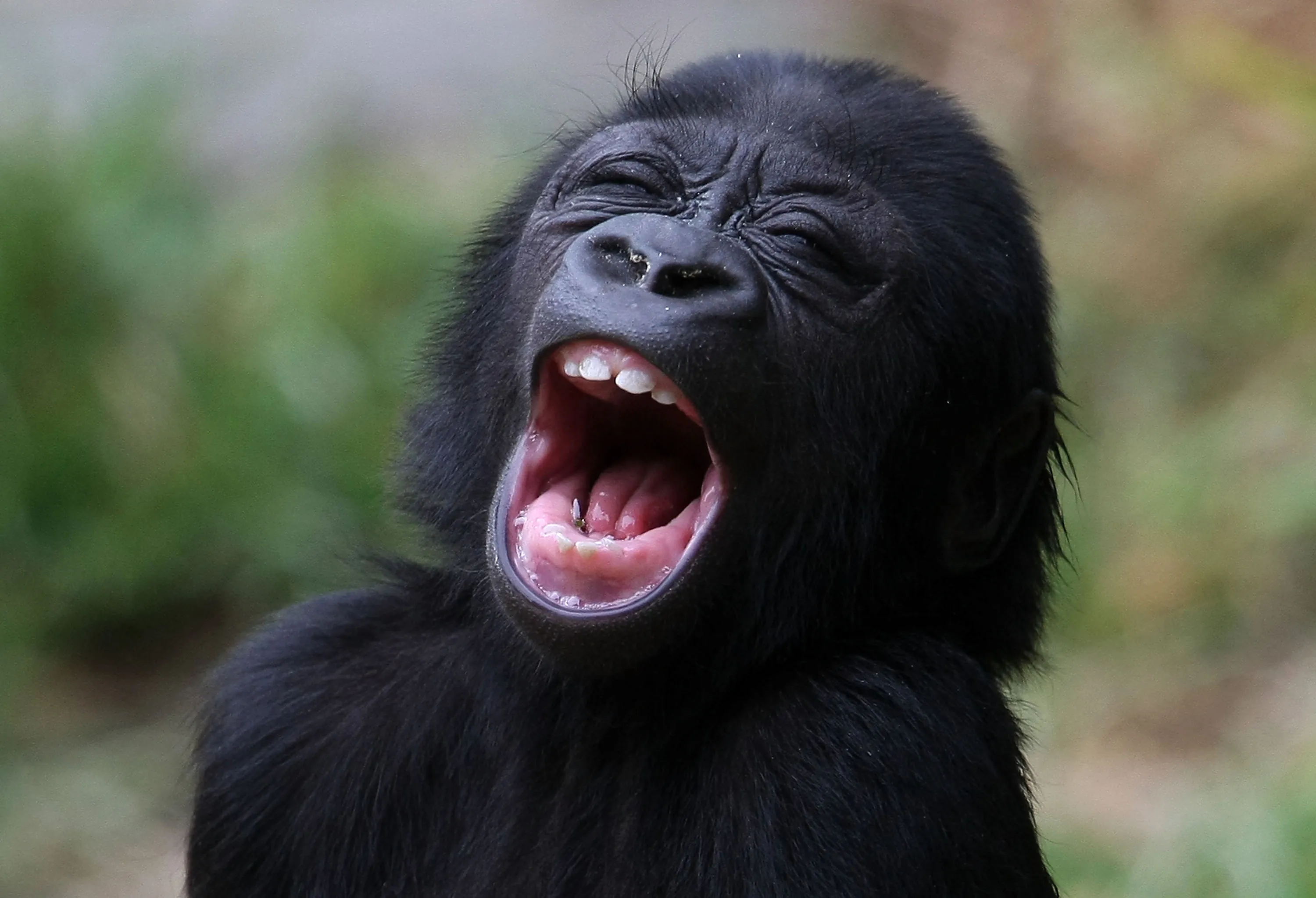 Самая смешная картинка прикол. Смешные обезьяны. Животные смеются. Обезьяна смеется. Обезьяна улыбается.