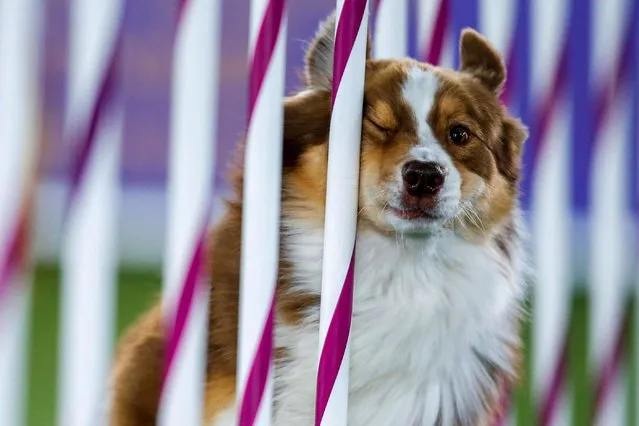 Decker, an Australian Shepherd, competes during the 8th Annual Masters Agility Championship at the 145th Westminster Kennel Club Dog Show at Lyndhurst Mansion in Tarrytown, New York, U.S., June 11, 2021. (Photo by Eduardo Munoz/Reuters)