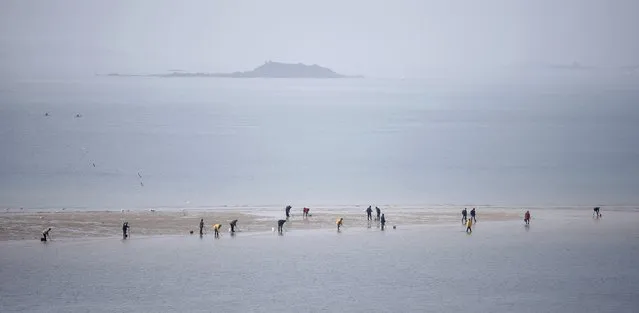 A general view of people who dot the beach as they dig for shellfish during a record low tide in Saint Malo, western France, March 21, 2015. (Photo by Stephane Mahe/Reuters)