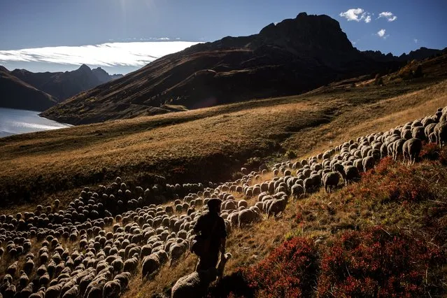 French shepherd Gaetan Meme, 24-years-old, herds a flock of sheep on October 13, 2018 in the mountains near the Col du Glandon, in the French Alps. Gaetan shepherds a flock of 1,300 sheep in the Alpine pastures from June to October. (Photo by Jeff Pachoud/AFP Photo))