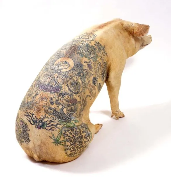 Tattooing Pigs By Wim Delvoye