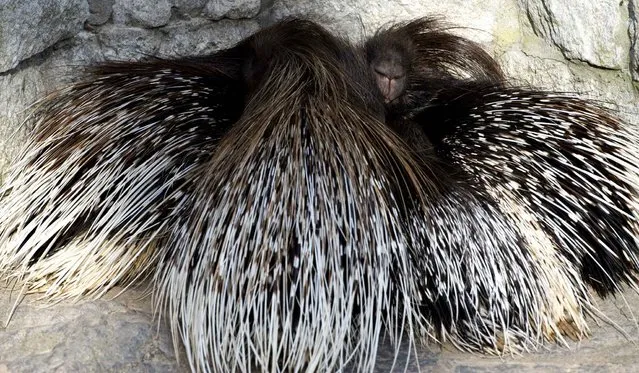 Porcupines sleep close together as temperatures dropped in their enclosure at Berlin's Tierpark zoo November 12, 2013. (Photo by John MacDougall/AFP Photo)