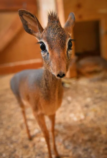 Undated handout photo issued by Chester Zoo of a recently born Kirk's dik-dik antelope, named Neo, which was rejected by its mother at Chester Zoo, which is being helped along by its elder sister named Aluna, which was also rejected by the mother. Eight-month-old Aluna is playing the big sister to 22cm high new arrival Neo, giving him lots of the special care she herself received after she was born. (Photo by Chester Zoo/PA Wire)