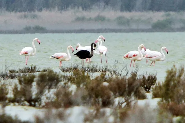 A black flamingo is seen in a salt lake at the Akrotiri Environmental Centre on the southern coast of Cyprus April 8, 2015. The flamingo is thought to have a genetic condition known as melanism, which causes it to generate more of the pigment melanin, turning it dark rather than the usual pink colour. (Photo by Marinos Meletiou/Reuters)