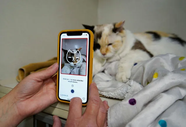 Dr. Liz Ruelle uses a new app called Tably that reads cat's faces and helps her monitor a cat's health at the Wild Rose Cat clinic in Calgary, Alberta, Canada, July 14, 2021. (Photo by Todd Korol/Reuters)
