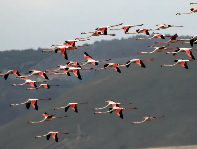 Flamingos are seen at the Mogan Lake in Ankara, Turkey, August 9, 2021. (Photo by Xinhua News Agency/Rex Features/Shutterstock)