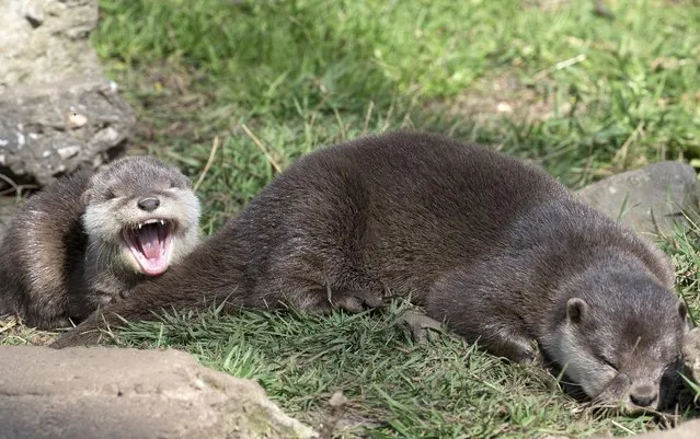 A baby oriental small-clawed otter (L) stays next to its mother at the Olmense Zoo in Olmen, Belgium, April 16, 2015. (Photo by Yves Herman/Reuters)