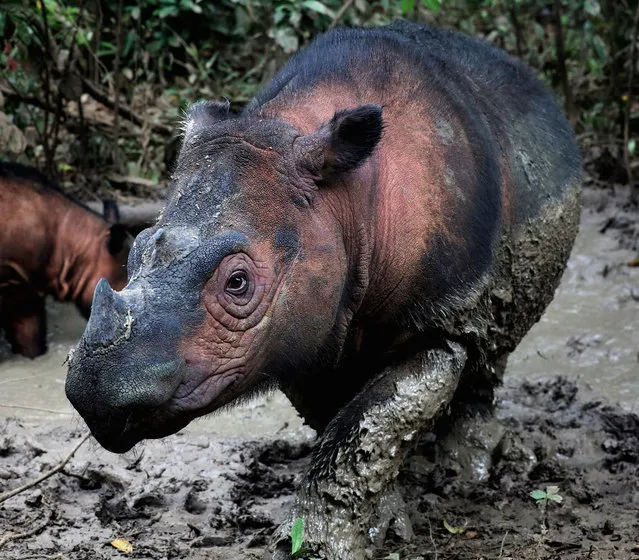 A Sumatran rhino, one of the most endangered mammals on Earth. The sixth mass extinction of wildlife on Earth is accelerating, according to an analysis by scientists, who warn it may be a tipping point for the collapse of civilisation. More than 500 species of land animals were found to be on the brink of extinction and likely to be lost within 20 years. (Photo by Rhett Buttler/Mongabay/PA Wire)