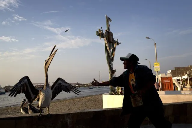 Fisherman Luis Farfan feeds a pelican near the dock in Paracas, Peru, Thursday, April 16, 2015. Farfan feeds the birds to attract tourists and ask for tips, which he said he does when he's not hired to join a fishing crew. (Photo by Rodrigo Abd/AP Photo)