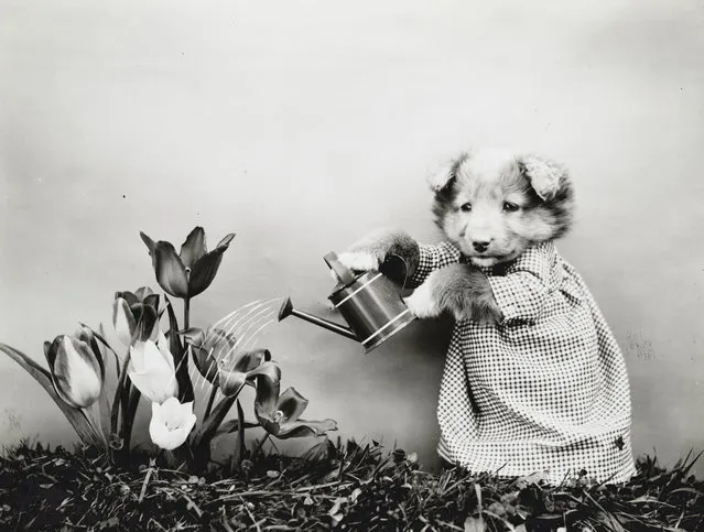 Photograph shows a puppy wearing a dress and watering tulips, 1914. (Photo by Harry Whittier Frees/Library of Congress)