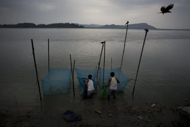 Indian fishermen sort small fish by the river Brahmaputra in Gauhati, Assam state, India, Sunday, April 19, 2015. (Photo by Anupam Nath/AP Photo)