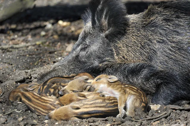 Wild baby boars seen sleeping with their mother in the sun at the ZSL Whipsnade Zoo on April 21, 2015 in Bedfordshire, England. (Photo by Tony Margiocchi/Barcroft Media)