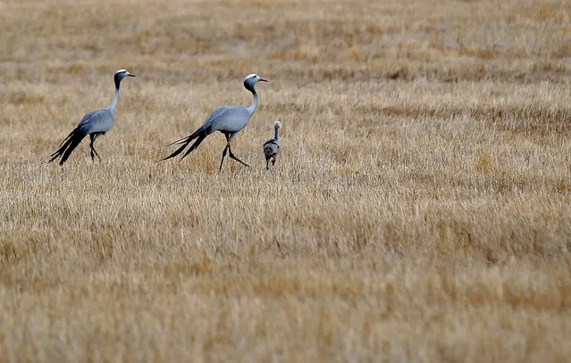 Blue Cranes walk in a dry field near the critically low Theewaterskloof Dam in Villiersdorp, South Africa, 25 January 2017. Theewaterskloof Dam is the single biggest dam supplying water to the metropole of Cape Town. The City of Cape Town figures put the dam at 35.2 percent full on 23 January 2017. Cape Town's dam levels are expected to drop below twenty percent in the next few months and experts warn that the city of Cape Town has only 100 days of water left as a drought ravages the area. (Photo by Nic Bothma/EPA)