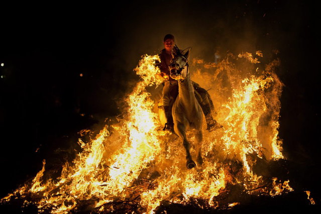A man rides a horse through a bonfire as part of a ritual in honor of Saint Anthony, the patron saint of animals, in San Bartolome de Pinares, about 100 km west of Madrid, Spain on Thursday, January 16, 2014. On the eve of Saint Anthony's Day, hundreds ride their horses through the narrow cobblestone streets of the small village of San Bartolome during the “Luminarias”, a tradition that dates back 500 years and is meant to purify the animals with the smoke of the bonfires and protect them for the year to come. (Photo by Emilio Morenatti/AP Photo)