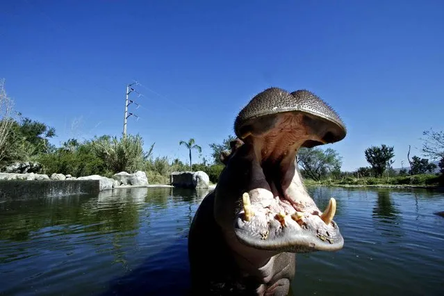 A female hippopotamus named “Linda” is seen at Guadalajara Zoo, in Guadalajara city, Mexico on January 30, 2014. (Photo by Hector Guerrero/AFP Photo)