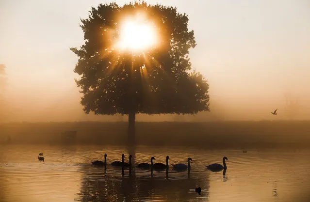 Swans swim in the early morning mist at Bushy Park in London, Britain, October 10, 2018. (Photo by Henry Nicholls/Reuters)
