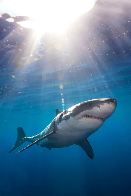 A shark up close. (Photo by Juan Oliphant/Caters News)