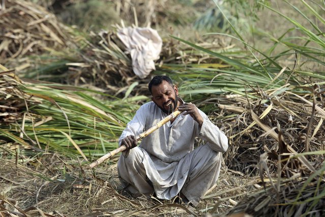 A Pakistani man eats a sugar cane in a filed on the outskirt of Peshawar, Pakistan, Thursday, November 4, 2021. (Photo by Mohammad Sajjad/AP Photo)