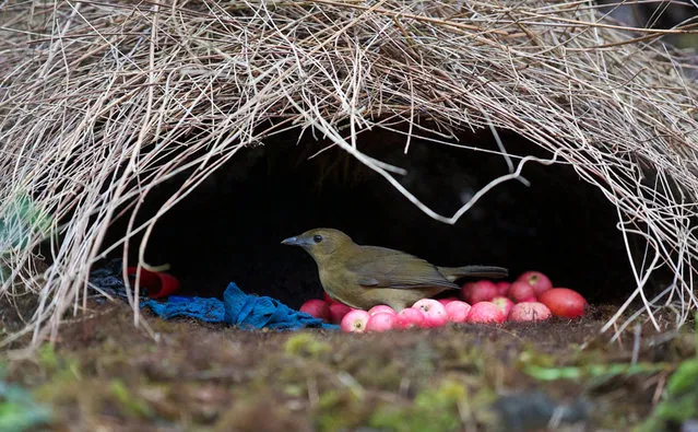 Animal Architects Bowerbirds Design