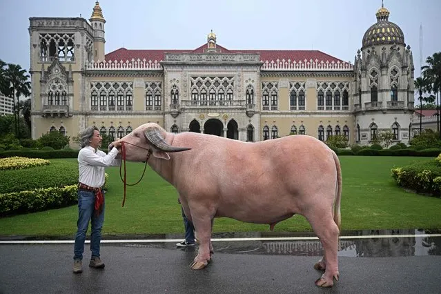 Ko Muang Phet, a white buffalo who was sold for 18 million baht, is seen with his new owner Jintanat Limtongkul, after a meeting between prime minister Srettha Thavisin and members of the Thai Buffalo Breeding Development Association at Government House in Bangkok on March 20, 2024. Thai Prime Minister Srettha Thavisin took the bull by the horns on March 20, 2024 as he welcomed an unusual visitor to his offices – an enormous white buffalo. (Photo by Lillian Suwanrumpha/AFP Photo)