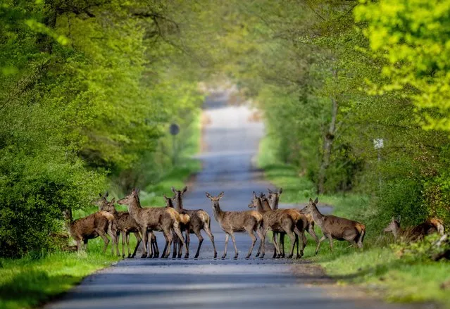 Deer cross a road in the Taunus forest in Wehrheim near Frankfurt, Germany, Wednesday, April 17, 2024. (Photo by Michael Probst/AP Photo)