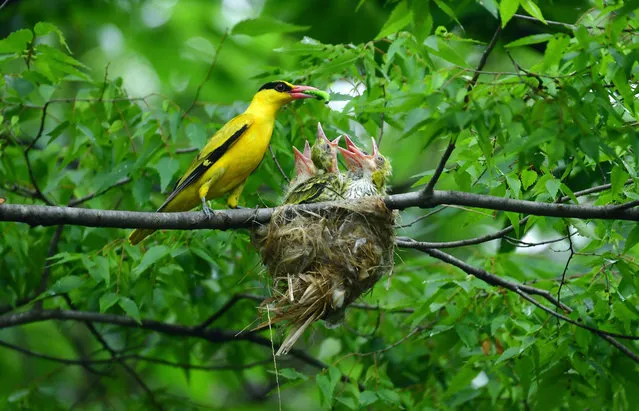 A Black-naped Oriole bird feeds its newly hatched chicks in Namyangju-city, Gyeonggi province, South Korea, 20 June 2019. (Photo by Kim Jae-Sun/EPA/EFE)