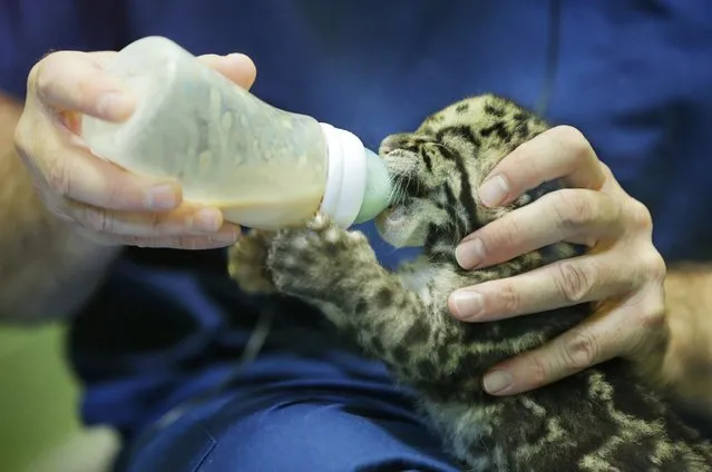One of four clouded leopard cubs currently at the Point Defiance Zoo & Aquarium is fed formula from a bottle, Friday, June 5, 2015 by a staff biologist at the zoo in Tacoma, Wash. The quadruplets were born on May 12, 2015 and now weigh about 1.7 lbs. each. Friday was their first official day on display for public viewing, usually during their every-four-hours bottle-feeding sessions, which were started after the cubs' mother did not show enough interest in continuing to nurse them. (AP Photo/Ted S. Warren)