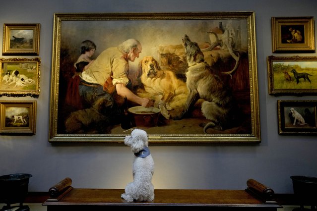 Dog Lily sits in front of dog paintings during a Christie's pre auction photo call on English country House contents in London, Friday, Feb. 3, 2023. Christie's auction house is presenting an opulent reinterpretation of the traditional country house style, the sale comprises 266 lots spanning 19th century and Old Master paintings, including a notable group of dog paintings, fine furniture, clocks, porcelain, silver, soft-furnishings and lighting. Many works boast illustrious provenance, coming from important English, European and American collections such as that of Alberto Bruni Tedeschi and those of the Lords Hesketh at Easton Neston and the Sackville family at Knole. Estimates range from £600 up to £600,000. (Photo by Frank Augstein/AP Photo)