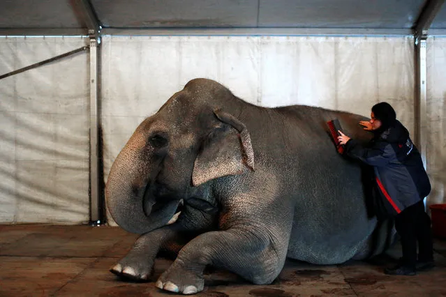 An elephant is groomed before performing in Ringling Bros and Barnum & Bailey Circus' “Circus Extreme” show at the Mohegan Sun Arena at Casey Plaza in Wilkes-Barre, Pennsylvania, U.S., April 29, 2016. (Photo by Andrew Kelly/Reuters)