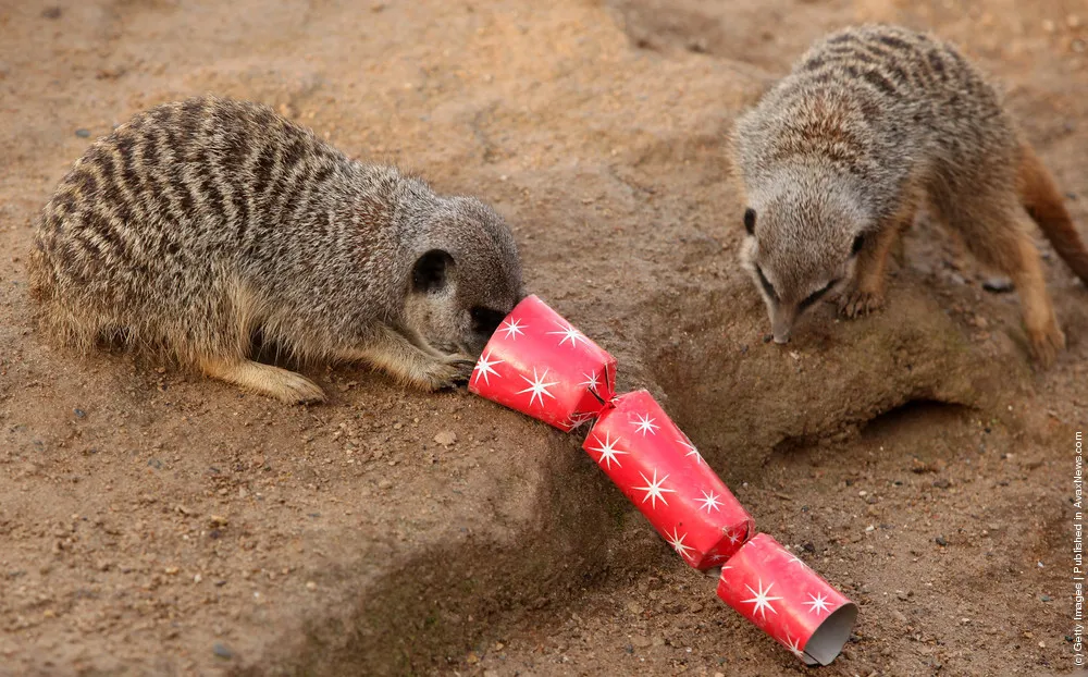 Christmas Treats For Meerkats