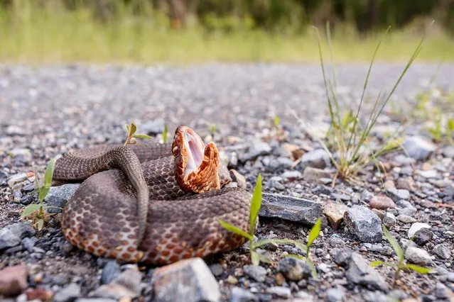 Western cottonmouth (Agkistrodon piscivores leucostoma), a venomous pit viper native to eastern US. It derives its name from the white lining of its mouth. (Photo by Rex Lisman/Getty Images)