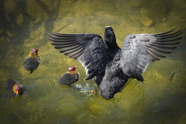 A coot swims with her chicks on the surface of a lake during a sunny day in Tallinn, Estonia, Monday, June 3, 2024. (Photo by Sergei Grits/AP Photo)