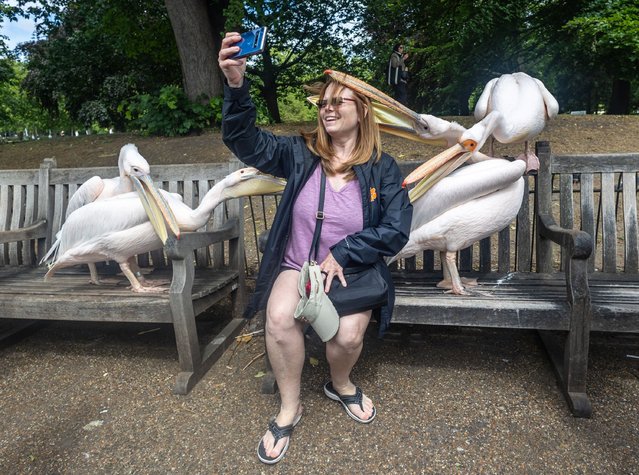 A tourist takes a selfie with pelicans on the bench in St. James's Park in Westminster, central London on June 19, 2024. (Photo by Marcin Nowak/London News Pictures)