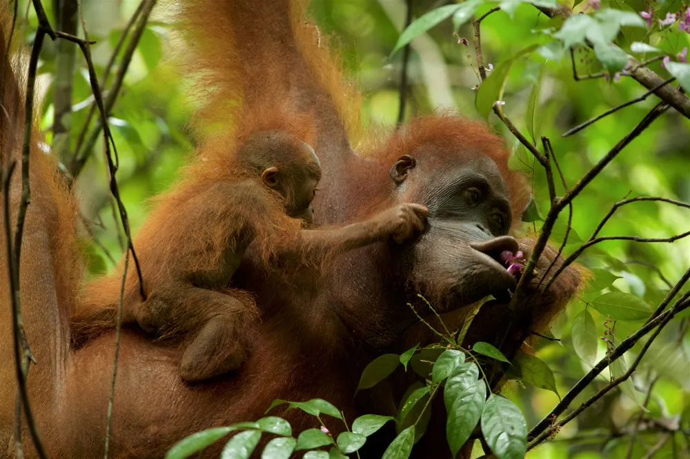 Some Photos: Animals