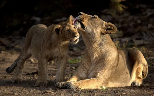 “Love You Mom”. In the forest of Gir India, a lion cub gets a loving kiss from his Mom. Gir is the only place in the world where one can enjoy sightings of Wild Lions other than Africa. Photo location: Gir India. (Photo and caption by Porus Khareghat/National Geographic Photo Contest)