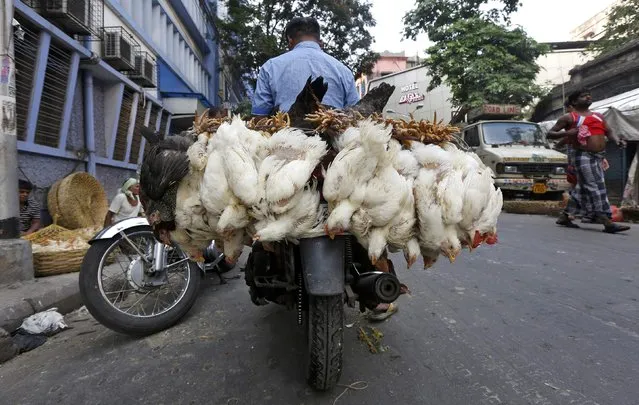A man transports chickens on his motorbike at a roadside poultry market in Kolkata, India, May 4, 2016. (Photo by Rupak De Chowdhuri/Reuters)